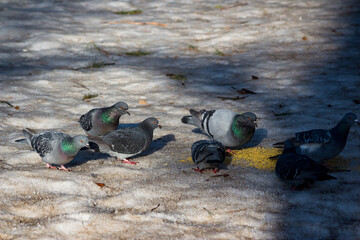 City pigeons peck at the poured groats in the snow - obrazy, fototapety, plakaty