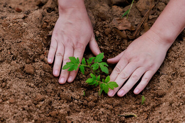Planting young tomato seedlings in the ground.