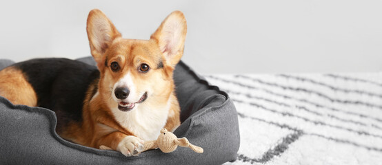 Cute Corgi dog with toy lying in pet bed at home