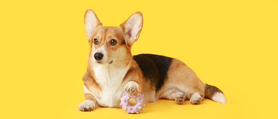 Cute Corgi dog with rubber toy on yellow background