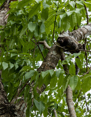 Little monkey between the branches of a tree.