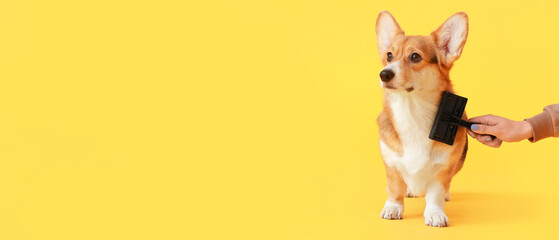 Owner brushing cute Corgi dog on yellow background with space for text