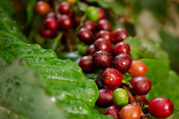 Cafezeiro carregado de café
