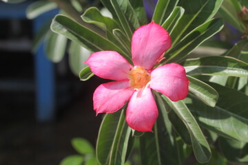 Japanese frangipani or adenium is an ornamental plant species