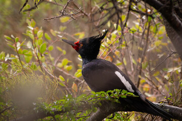 A beautiful female magellanic woodpecker. Black bird with a white feathers in its wings