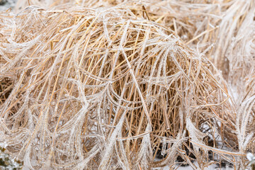 Dry grass covered with ice on winter day, closeup