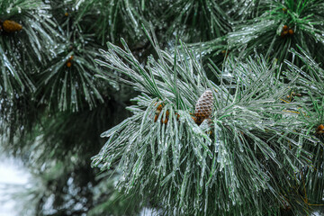 Closeup view of pine tree with icy branches and cone on winter day