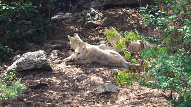 two young canadian wolves gnaw on an animal bone