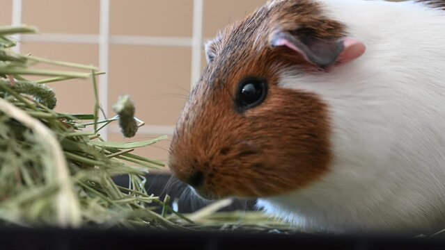 American cavy guinea pig eating hay with defocused cage in the background