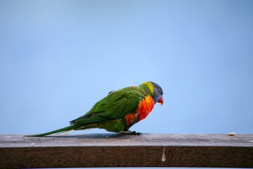 wild rainbow lorikeet parrot