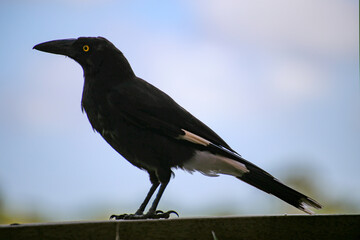 Striking Currawong passerine bird genus Strepera native to Australia isolated