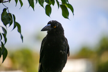 Striking Currawong passerine bird genus Strepera native to Australia isolated