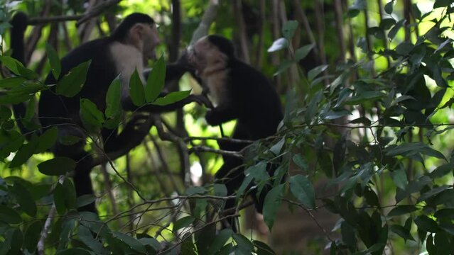 White-faced Capuchin Monkeys (Cebus Imitator) Fighting In Costa Rica.