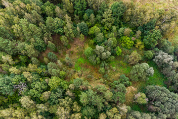Drone view of a wooded area, heavily wooded old sand pit from above
