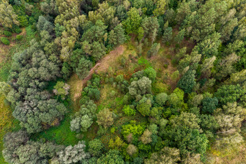 Naklejka premium Drone view of a wooded area, heavily wooded old sand pit from above