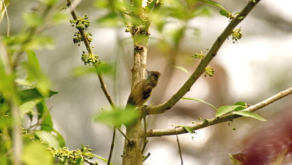 Dusky-capped flycatcher (Myiarchus tuberculifer) perched in a tree in the Intag Valley, outside of Apuela, Ecuador
