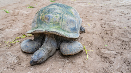 Obraz premium A giant turtle Aldabrachelys gigantea is resting on the sand. The carapace is visible, scaly paws, an elongated wrinkled neck. The head is lying on the ground. Grass is scattered around. Seychelles