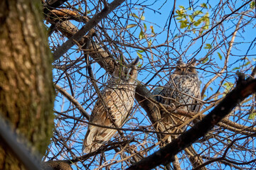 Two long-eared owls on a tree among dense branches on a sunny cloudless autumn day
