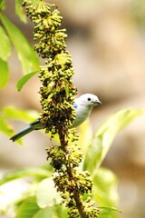 Blue-gray tanager (Thraupis episcopus) perched on a branch, eating fruit, in the Intag Valley, outside of Apuela, Ecuador