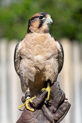 A hawk sitting on its handler`s glove waiting to take off.