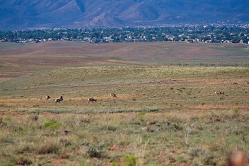 Fototapeta na wymiar A herd of Pronghorn, Antilocapra americana grazing in a field with a city behind them.