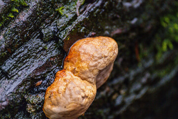 close up of a fungus 