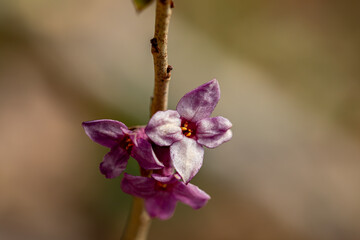 Daphne mezereum flower growing in forest	