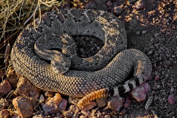 Western Diamondback Rattlesnake, Crotalus atrox.
