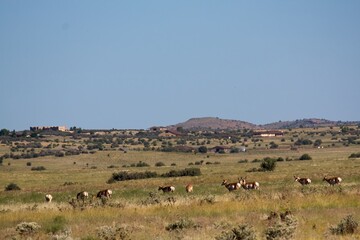 Fototapeta na wymiar Herd of Pronghorn, Americana antilocapra, grazing in a field near Prescott, Arizona with houses in the background.