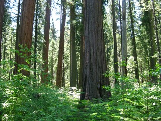 Grove of Giant Sequoia Trees at Calaveras Big Trees State Park