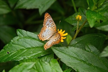 Brown, orange and white highly patterned butterfly on s bush.