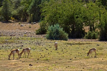 A herd of Pronghorn, Antilocapra americana grazing in a field.