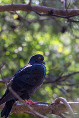 Lovely pigeons at the zoo