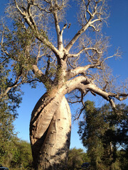 マダガスカル島の絡んだバオバブ