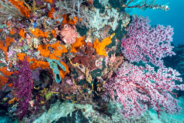 Fototapeta na wymiar Reef scenic with sponges and softcorals, Raja Ampat Indonesia