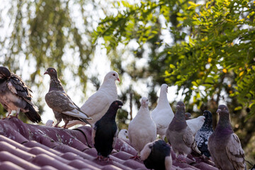 Lovely pigeons at the zoo