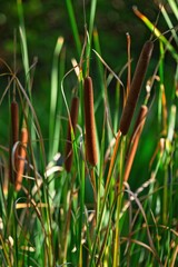 Broad-Leaved Cattail, Typha latifolia, with green plants in the background.