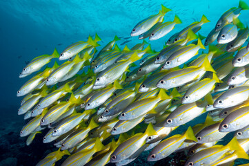 Schooling brownstripe snapper, Lutjanus vitta, Raja Ampat, West Papua, Indonesia