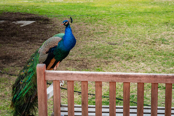 Fototapeta premium A peacock perched atop a bench in a grass field