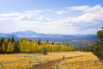 Hiker in a field at Snowbowl with a pine forest and aspens changing color. White clouds float in a...