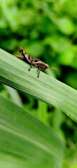 grasshopper on a leaf