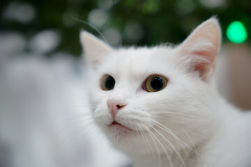 white cat on a white-green background