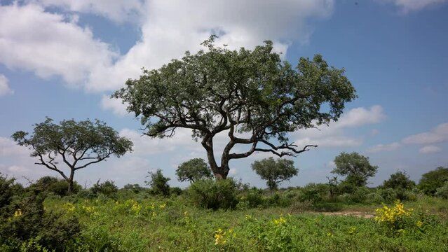 Timelapse of African Tree with moving clouds