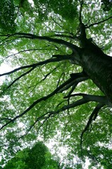 夏のの木々には涼しげな緑が一杯