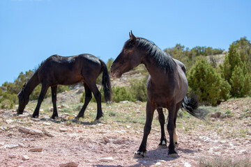 Fototapeta na wymiar Black stallion and black mare wild horses on mineral lick hill on Pryor Mountain in the western United States