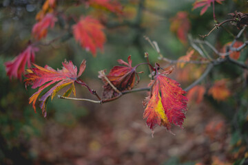 Red japanese maple leaves in autumn