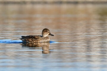 冬に川や公園に渡来する身近な水鳥、小さなコガモ