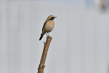 中東やモンゴルに生息する珍しいかわいい小鳥サバクヒタキ