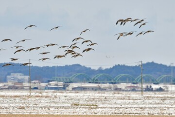 真冬の東北の田んぼに渡来する美しいシジュウカラガンの群れ