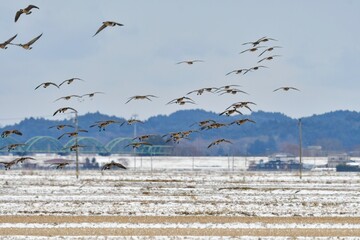 真冬の東北の田んぼに渡来する美しいシジュウカラガンの群れ